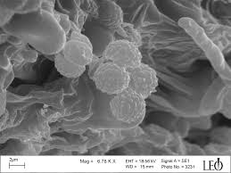 Attēlu rezultāti vaicājumam “Gloiodon strigosus”