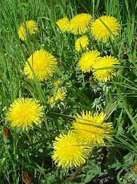 Attēlu rezultāti vaicājumam “Taraxacum suecicum”