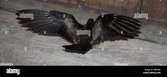 Image result for Oceanodroma monorhis