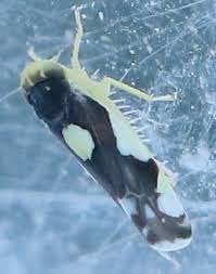 Attēlu rezultāti vaicājumam “Eupteryx vittata”