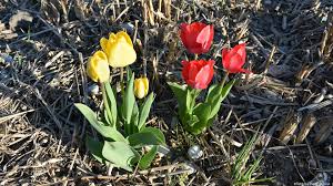 Attēlu rezultāti vaicājumam “Tulipa gesneriana”