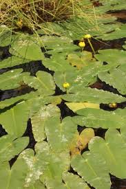 Attēlu rezultāti vaicājumam “Nuphar lutea leaf”