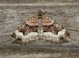 Attēlu rezultāti vaicājumam “Xanthorhoe biriviata”