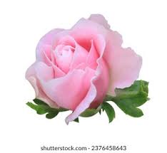 Image result for FOTO ROSA