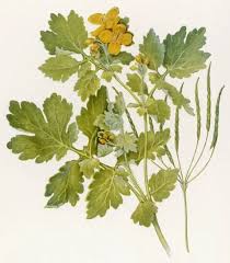 Image result for Chelidonium majus