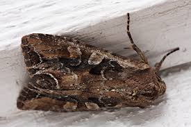 Attēlu rezultāti vaicājumam “Lacanobia suasa”