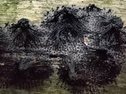 Attēlu rezultāti vaicājumam “Stemonitis fusca young”