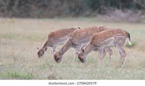 Attēlu rezultāti vaicājumam “Dama dama”