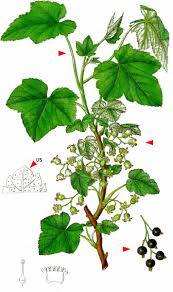 Attēlu rezultāti vaicājumam “Ribes nigrum leaf”