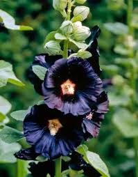 Image result for Alcea rosea nigra
