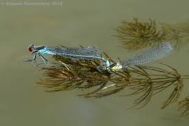 Attēlu rezultāti vaicājumam “Erythromma najas”