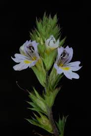 Image result for Euphrasia stricta