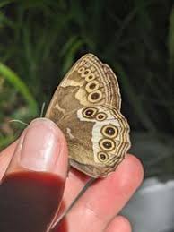 Attēlu rezultāti vaicājumam “Lopinga achine”