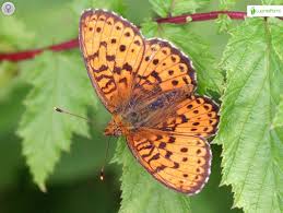 Attēlu rezultāti vaicājumam “Brenthis ino upperside”