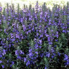 Image result for Dracocephalum moldavicum