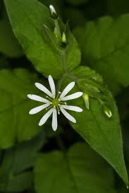 Attēlu rezultāti vaicājumam “Stellaria nemorum bud”
