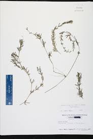 Attēlu rezultāti vaicājumam “Najas major leaf”