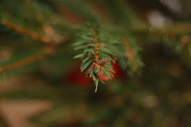 Attēlu rezultāti vaicājumam “Picea abies leaf”