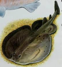 Image result for Tetronarce nobiliana