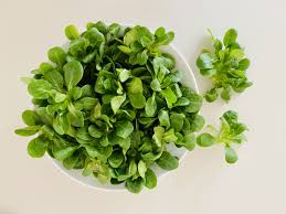 Image result for Feldsalat
