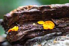 Attēlu rezultāti vaicājumam “Physarum virescens plasmodium”