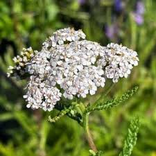 Attēlu rezultāti vaicājumam “Achillea salicifolia leaf”