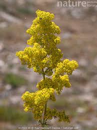 Attēlu rezultāti vaicājumam “Galium verum flower”