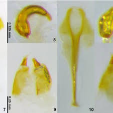 Attēlu rezultāti vaicājumam “Diachea leucopodia stalked”