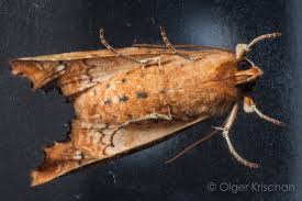 Attēlu rezultāti vaicājumam “Phlogophora meticulosa”