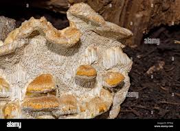 Attēlu rezultāti vaicājumam “Coriolopsis trogii”