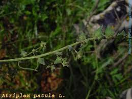 Attēlu rezultāti vaicājumam “Atriplex patula fruit”