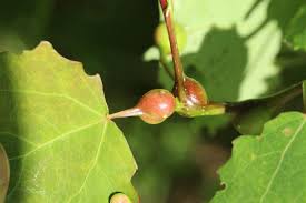 Attēlu rezultāti vaicājumam “Contarinia petioli”