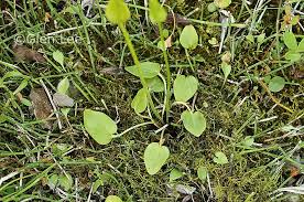 Attēlu rezultāti vaicājumam “Parnassia palustris leaf”