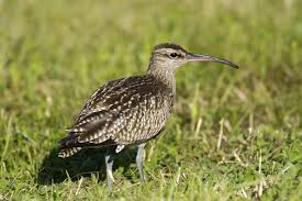 Attēlu rezultāti vaicājumam “Numenius phaeopus”