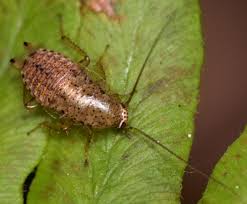 Attēlu rezultāti vaicājumam “Ectobius sylvestris nymph”