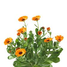 Image result for Calendula officinalis