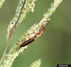Attēlu rezultāti vaicājumam “Forficula auricularia female”
