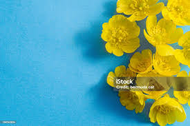 Attēlu rezultāti vaicājumam “Ranunculus auricomus flower”