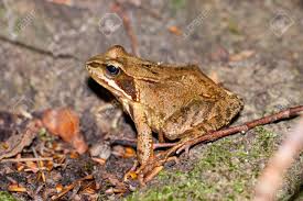 Attēlu rezultāti vaicājumam “Rana temporaria adult”