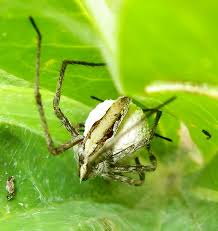 Attēlu rezultāti vaicājumam “Phylloneta cocoon”