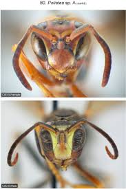 Attēlu rezultāti vaicājumam “Polistes”