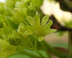Attēlu rezultāti vaicājumam “Acer platanoides flower”