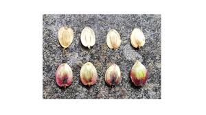 Attēlu rezultāti vaicājumam “Heracleum sphondylium subsp. sibiricum fruit”