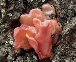 Attēlu rezultāti vaicājumam “Craterocolla cerasi”