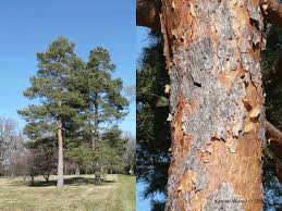 Attēlu rezultāti vaicājumam “Pinus sylvestris”