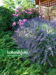 Attēlu rezultāti vaicājumam “Nepeta x faassenii flower”