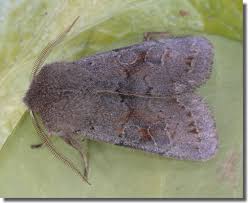 Attēlu rezultāti vaicājumam “Orthosia populeti”