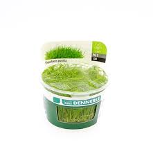 Attēlu rezultāti vaicājumam “Heyderia pusilla”