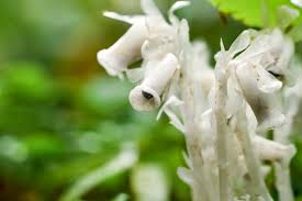 Image result for ギンリョウソウ