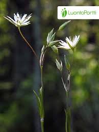 Attēlu rezultāti vaicājumam “Stellaria longifolia leaf”